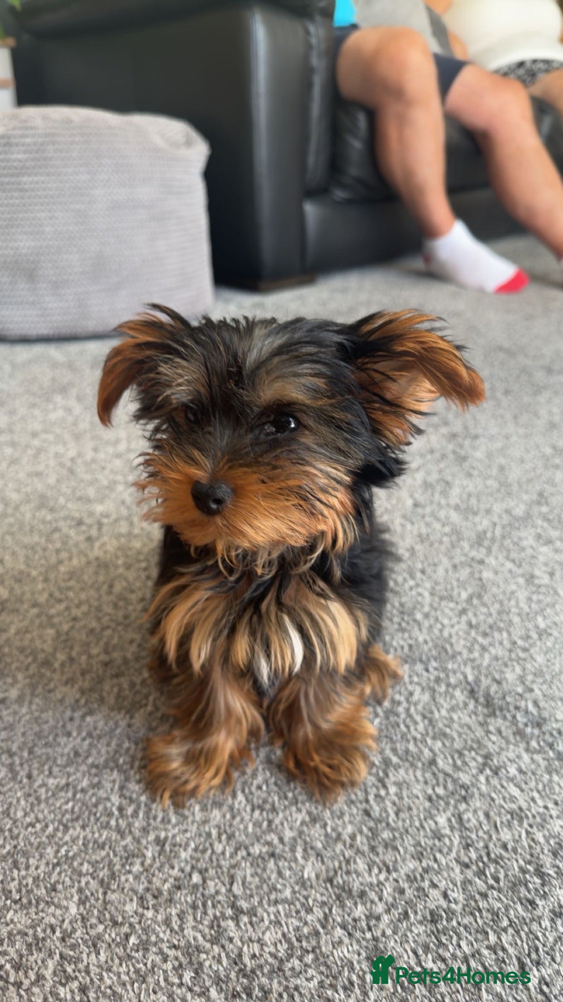 Yorkshire Terrier dogs Mr Youngman  - Advert 2