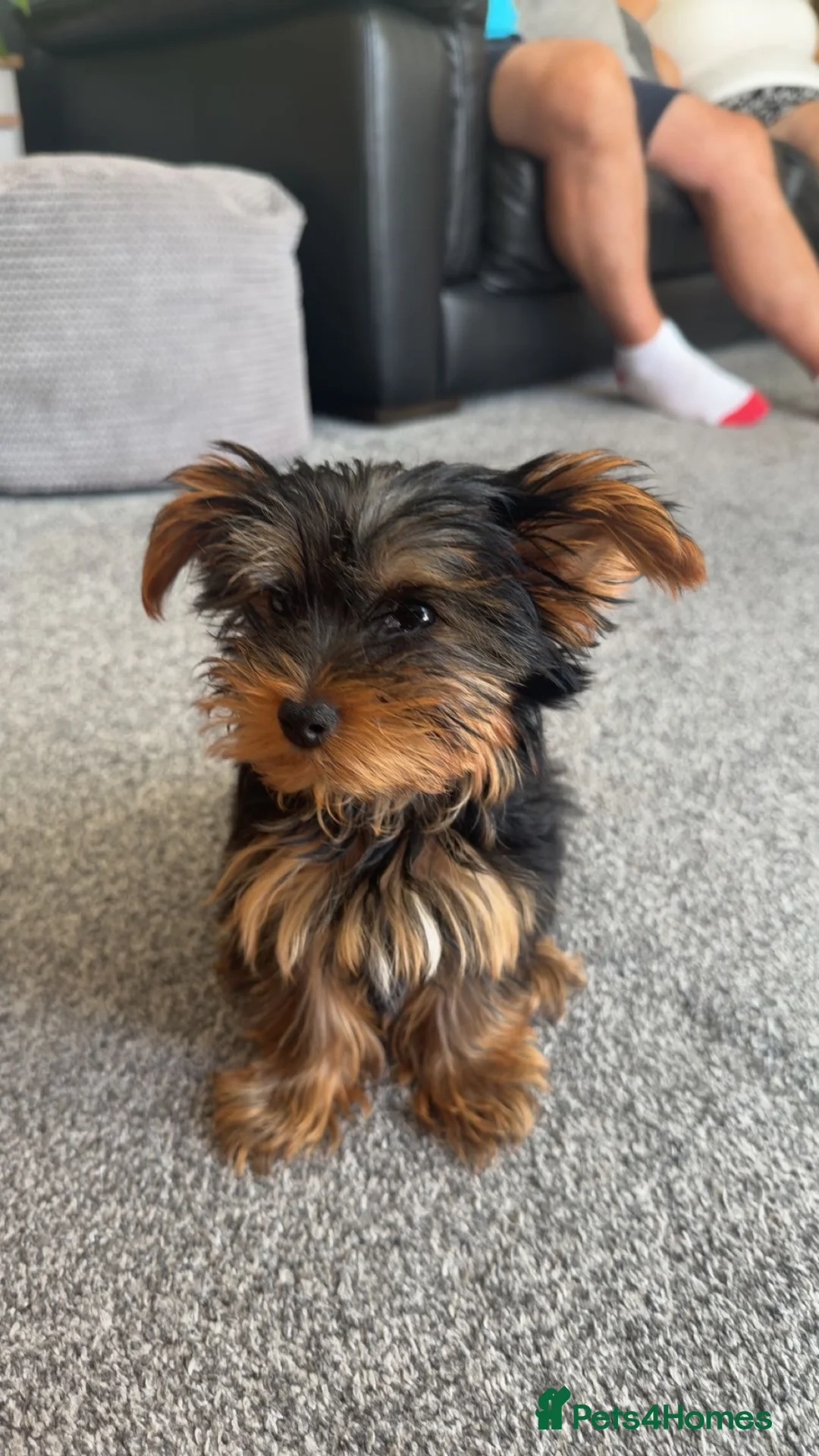 Yorkshire Terrier dogs for sale: Mr Youngman  in Ipswich - Advert 1