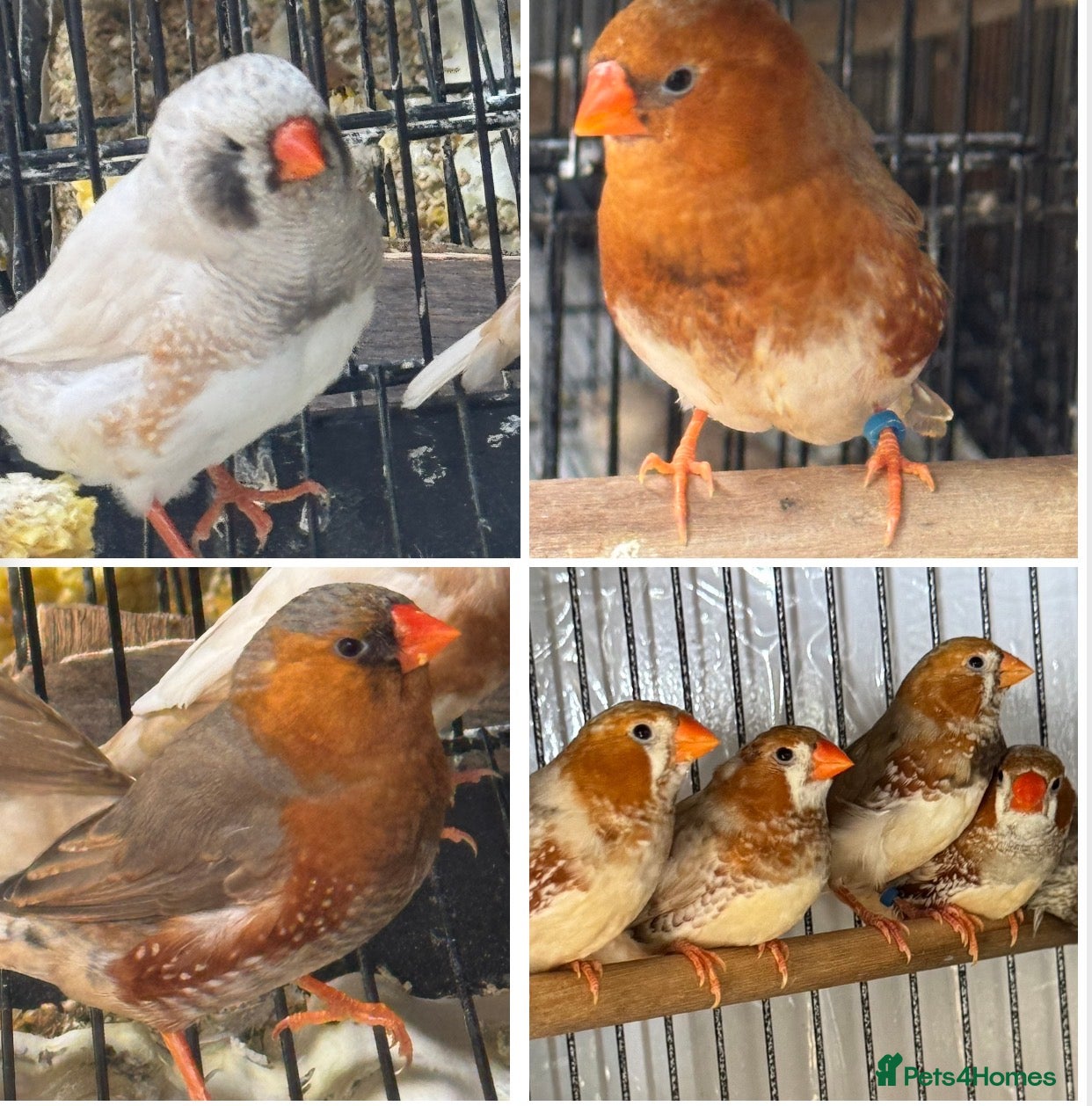 Mixed Breed birds Zebra Finches  - Advert 15