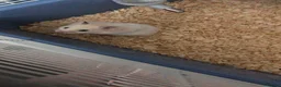 Hamster rodents for sale: Syrian hamster with cage - Alfredo - Advert 4