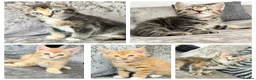 Mixed Breed cats for sale: READY TO LEAVE British ShorthairX kittens  - Advert 1