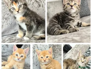 Mixed Breed cats British ShorthairX kittens for sale - Advert 2
