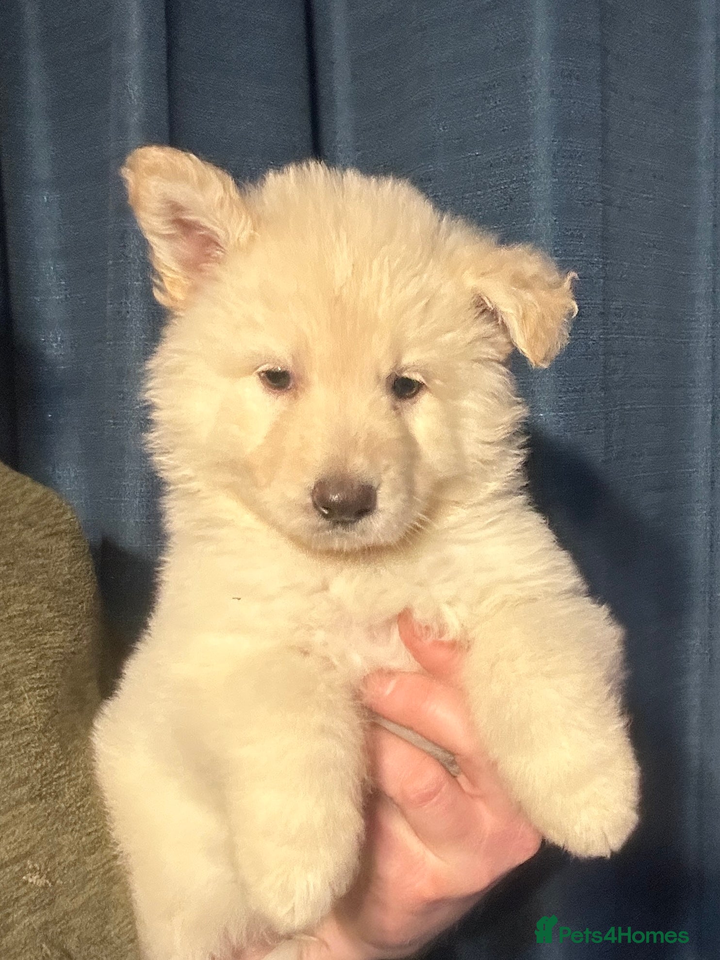 German Shepherd dogs Traditional Long Coat, Straight backed GSD Puppies - Advert 2