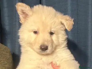 German Shepherd dogs Traditional Long Coat, Straight backed GSD Puppies - Advert 2