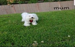 Maltese dogs for sale: Fluffy cute half Korean maltese ready to go  - Image 7