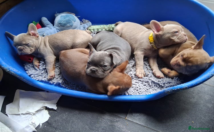 French Bulldog dogs - Advert 13
