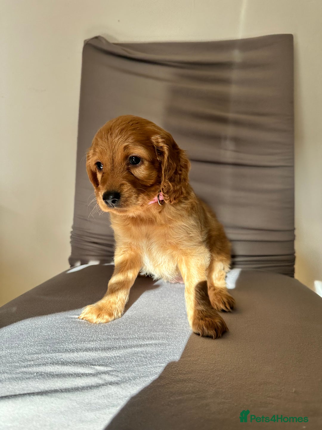Cockapoo dogs for sale: Adorable Pappy Bread Cockapoo Puppies F2 - Image 3