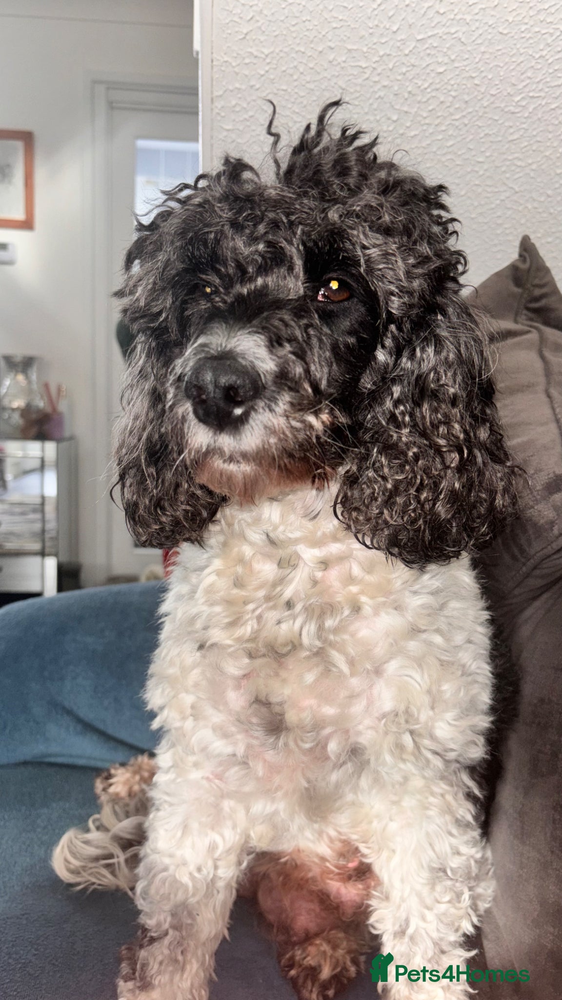 Cockapoo dogs Beutiful F2 cockapoo boys - Advert 1