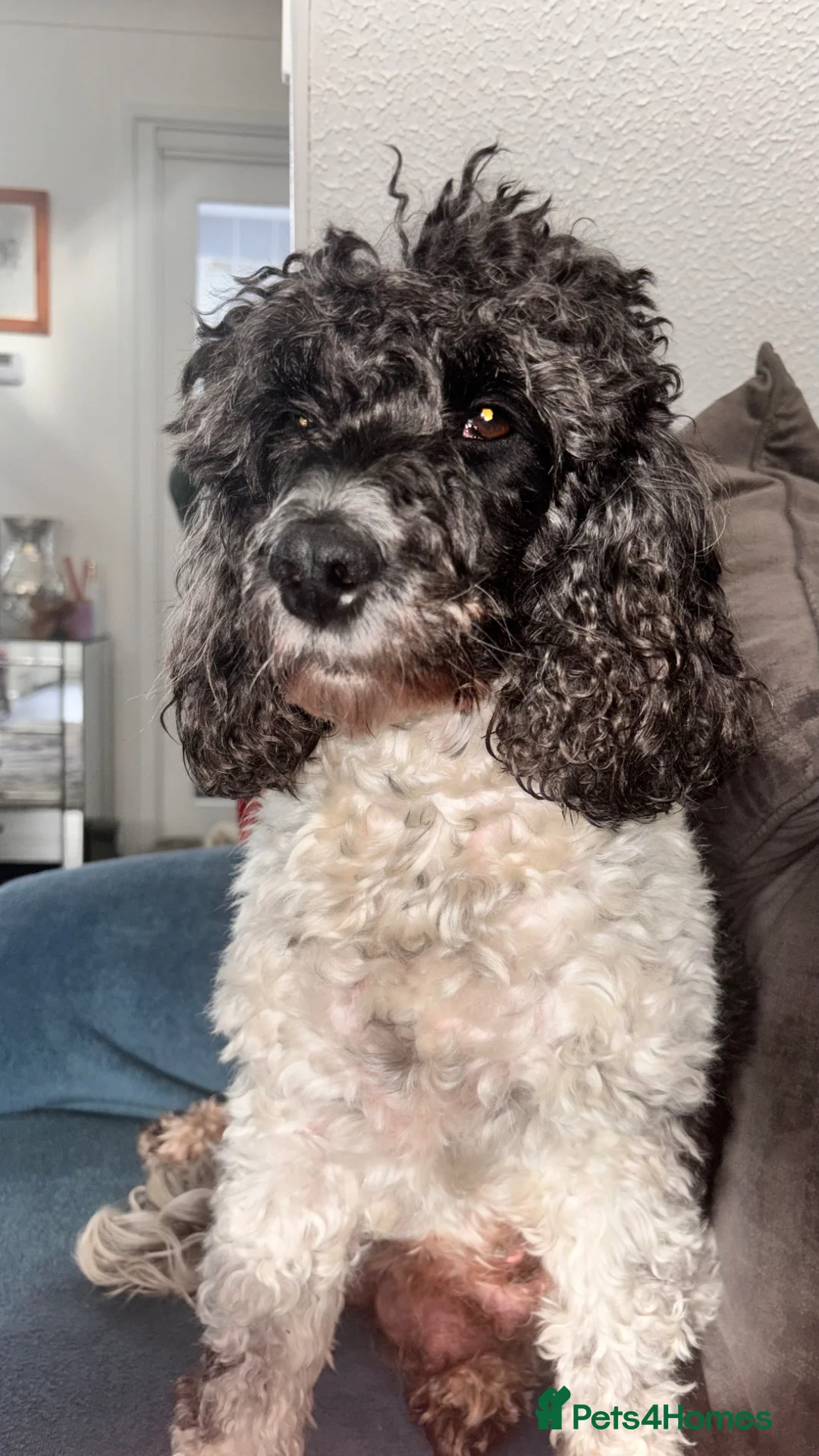 Cockapoo dogs for sale: Beutiful F2 cockapoo boys in Gateshead - Advert 1