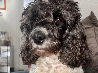 Cockapoo dogs Beutiful F2 cockapoo boys - Advert 2