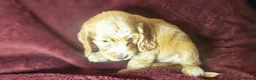 Cocker Spaniel dogs for sale: KC show type cicker spaniels  - Advert 4