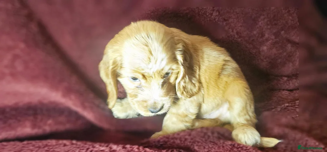 Cocker Spaniel dogs for sale: KC show type cicker spaniels  - Advert 4