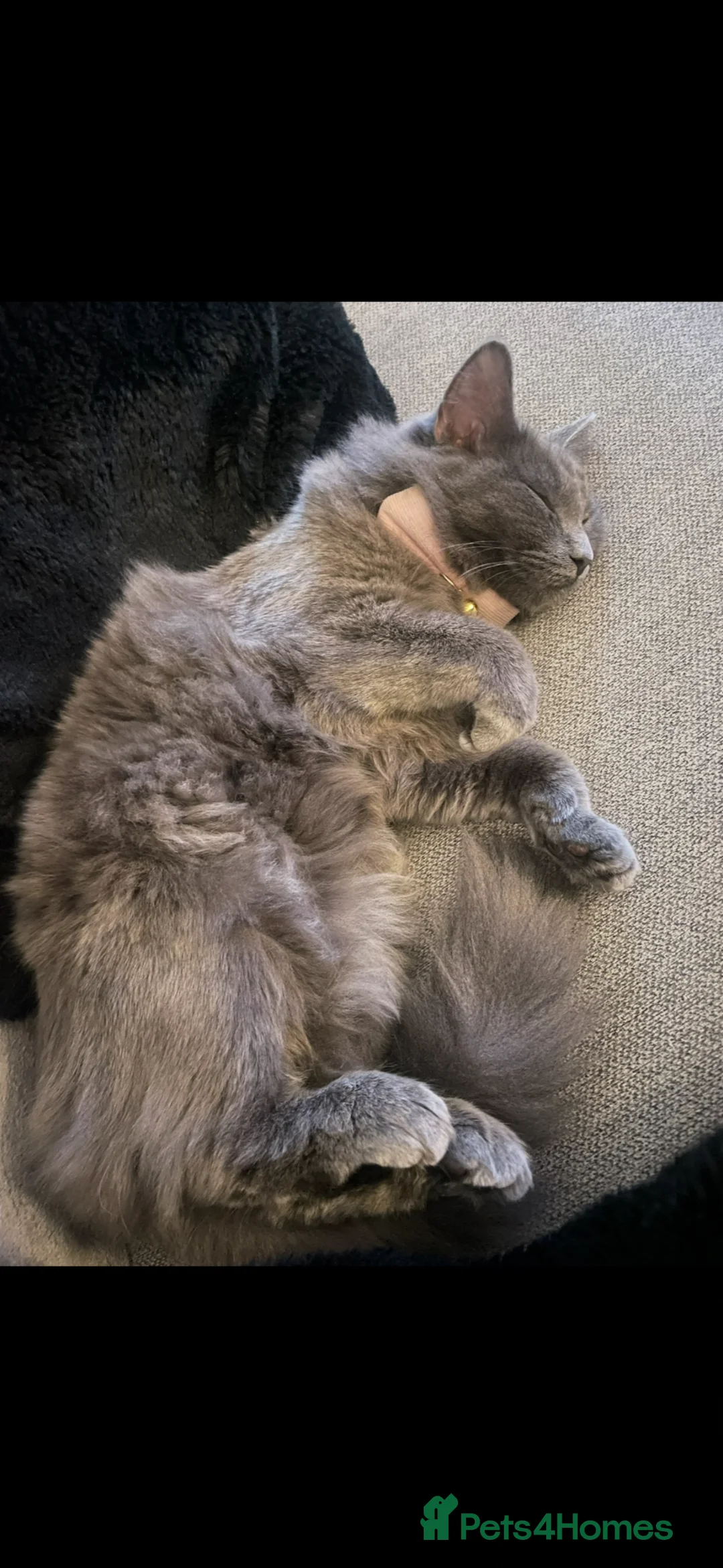 Nebelung cats for sale: KITTENS ON THE WAY in Stourbridge - Advert 2