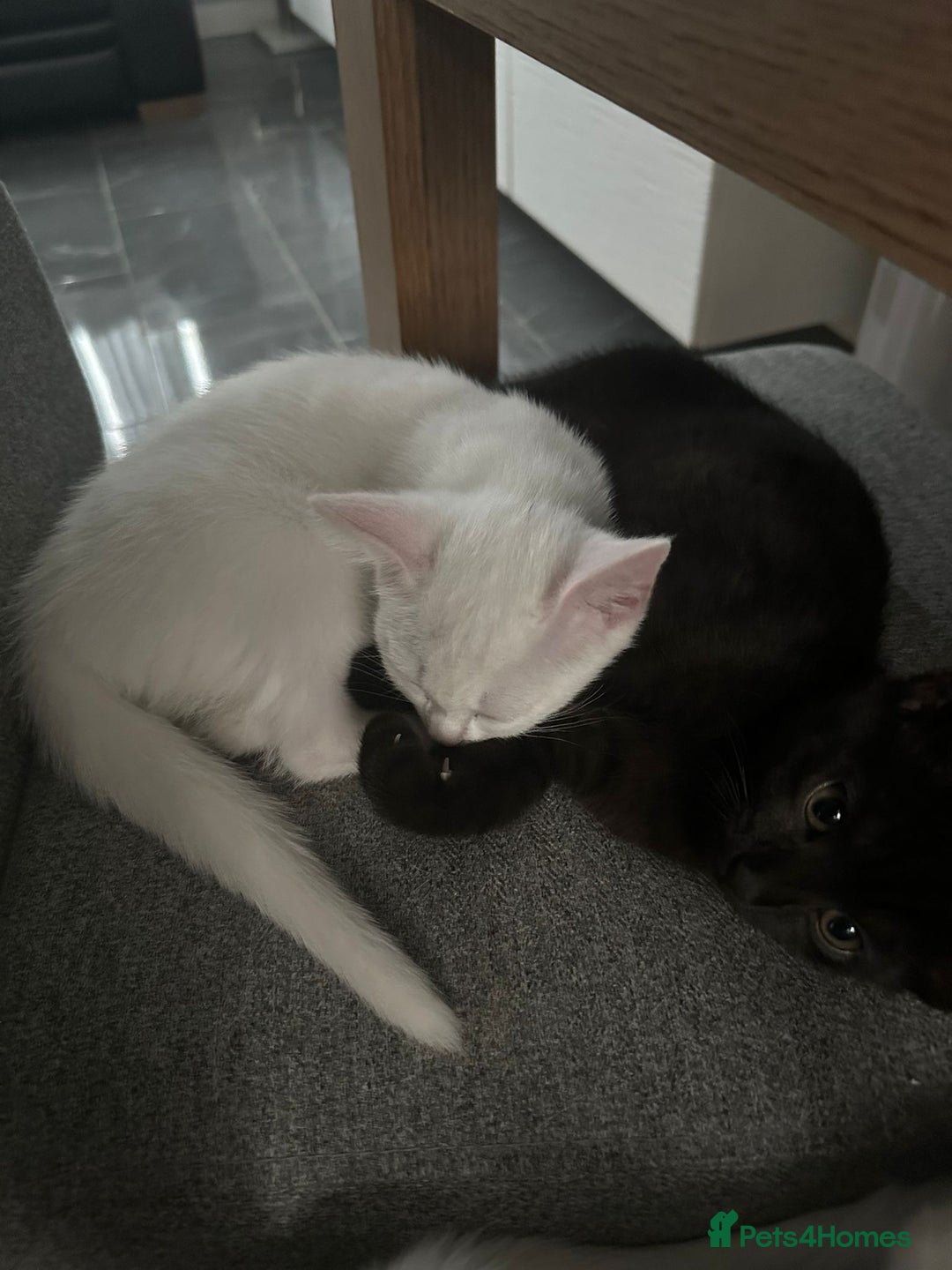 Turkish Angora cats for sale: Female Black kitten and white kitten.  - Advert 6