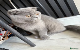 British Shorthair cats for sale: British short hair  in Heckmondwike - Image 2
