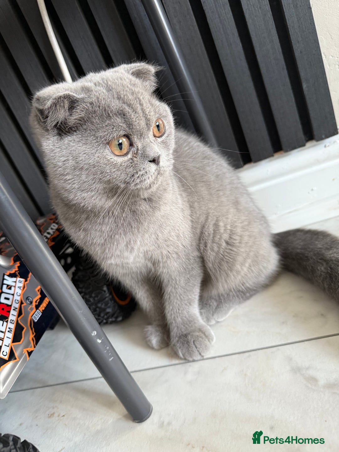 British Shorthair cats for sale: British short hair  in Heckmondwike - Image 2