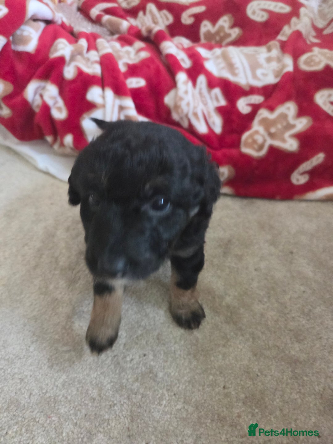 Bordoodle dogs for sale: F2 Bordoodle puppies - Image 6