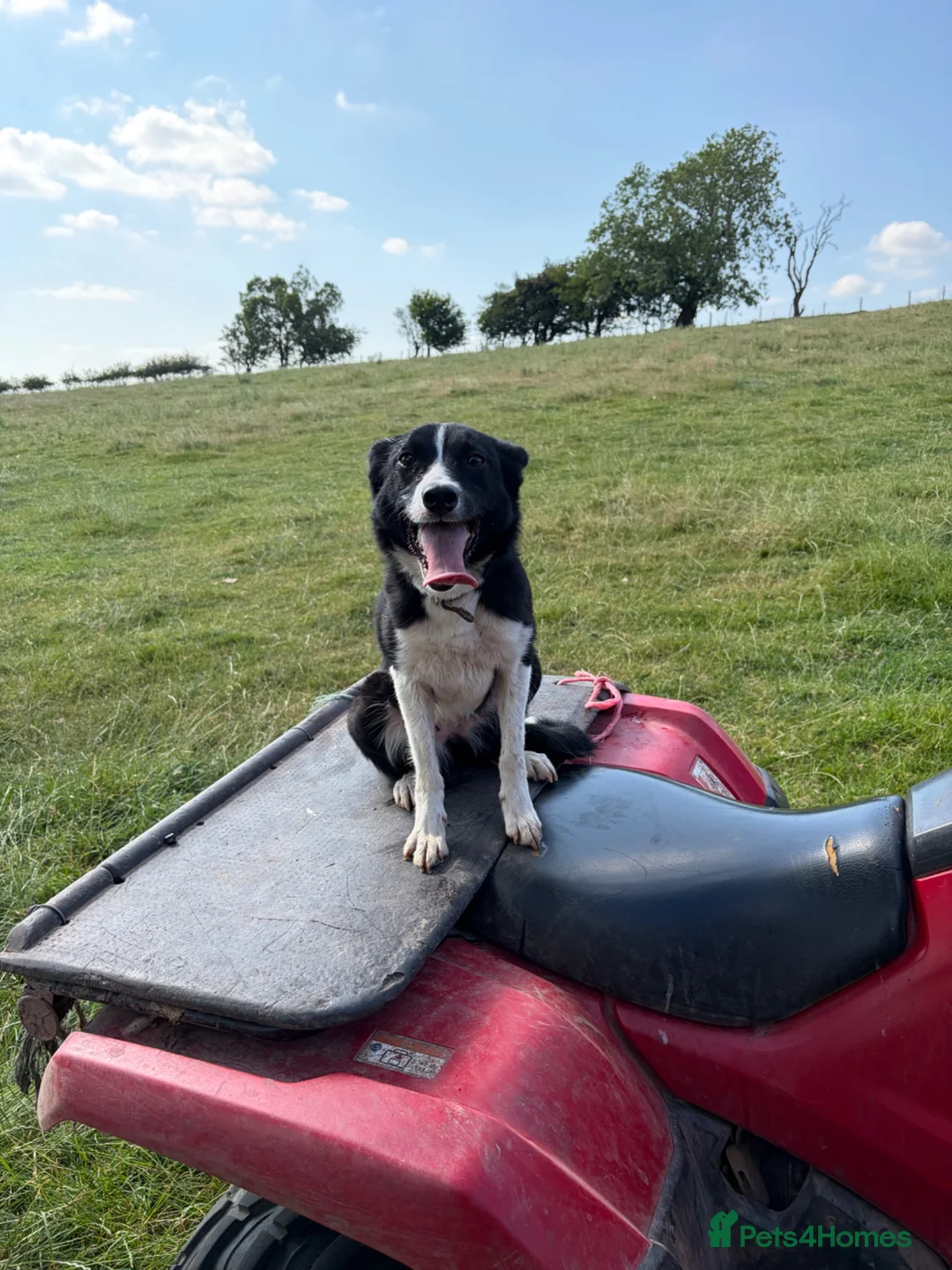 Border Collie dogs for sale: Two year old border collie  in Brecon - Advert 1