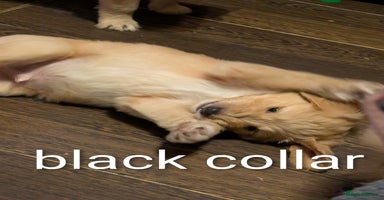 Goldendoodle dogs - Advert 7