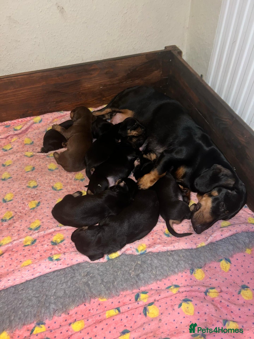 Dachshund dogs for sale: Dachshund puppies - Advert 10