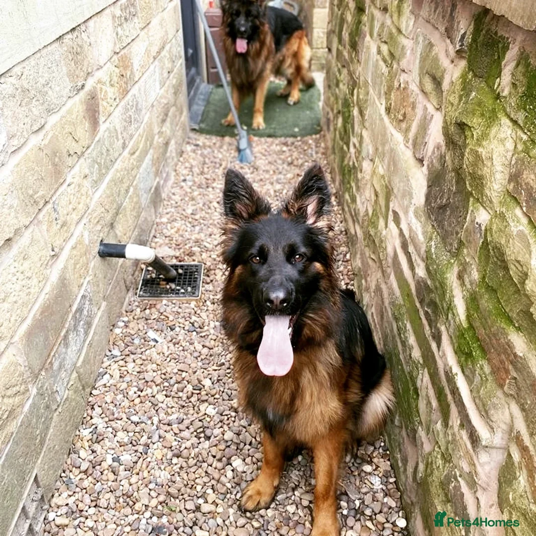 German Shepherd dogs for sale: 2 Chunky GSD boys looking for forever home  - Image 12