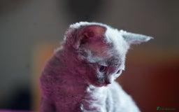 Devon Rex cats for sale: 💙 Devon Rex Female Kitten Available 💙 - Image 11
