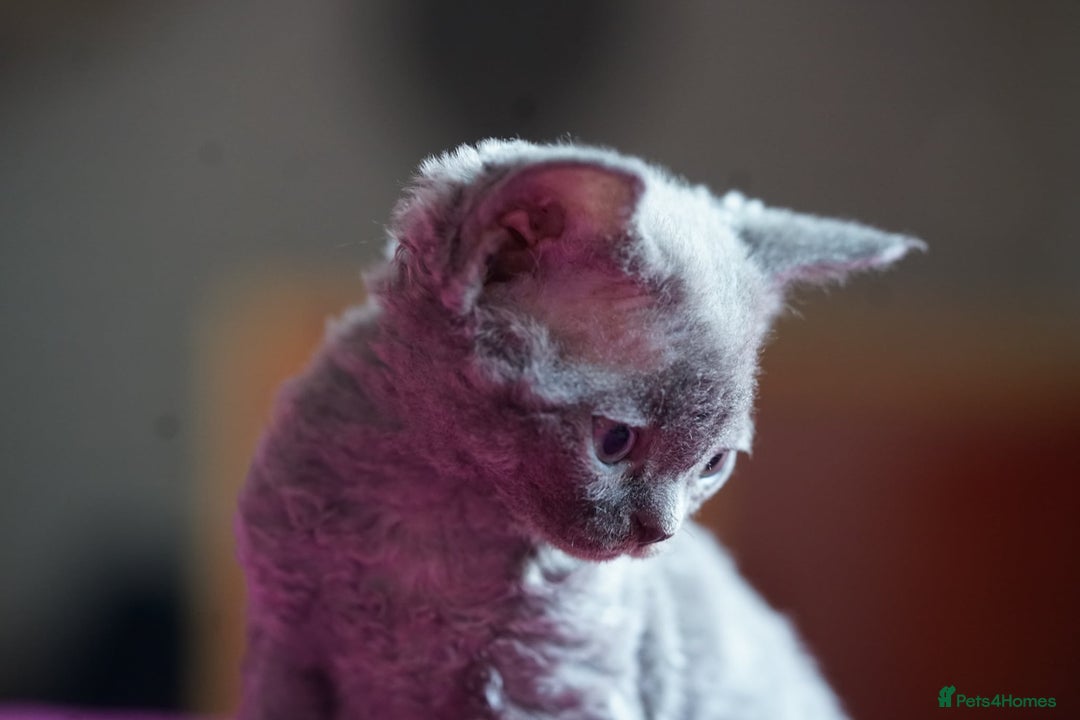 Devon Rex cats for sale: 💙 Devon Rex Female Kitten Available 💙 - Image 11
