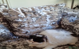 Persian cats for sale: Persian girls for sale  - Image 3