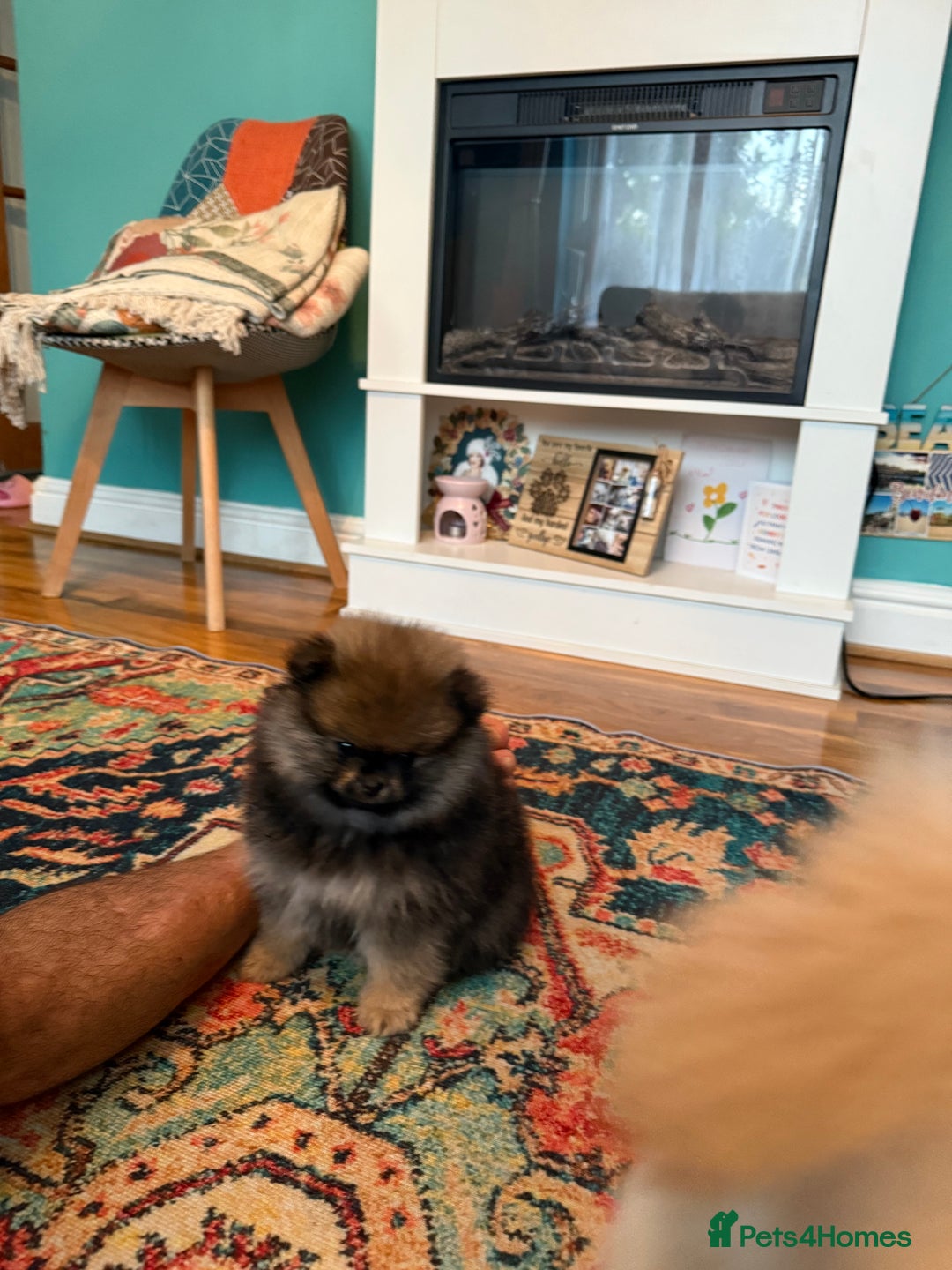Pomeranian dogs for sale: Xs teddy face Pomeranian  - Image 7