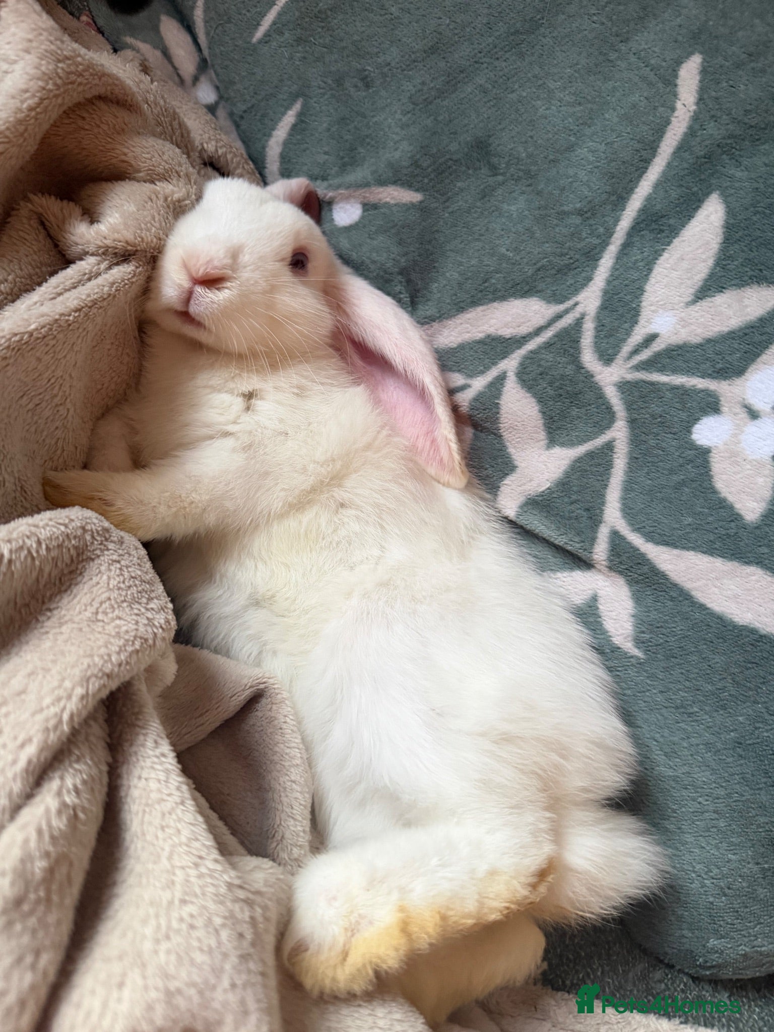 Mixed Breed rabbits Holland lops  - Advert 2
