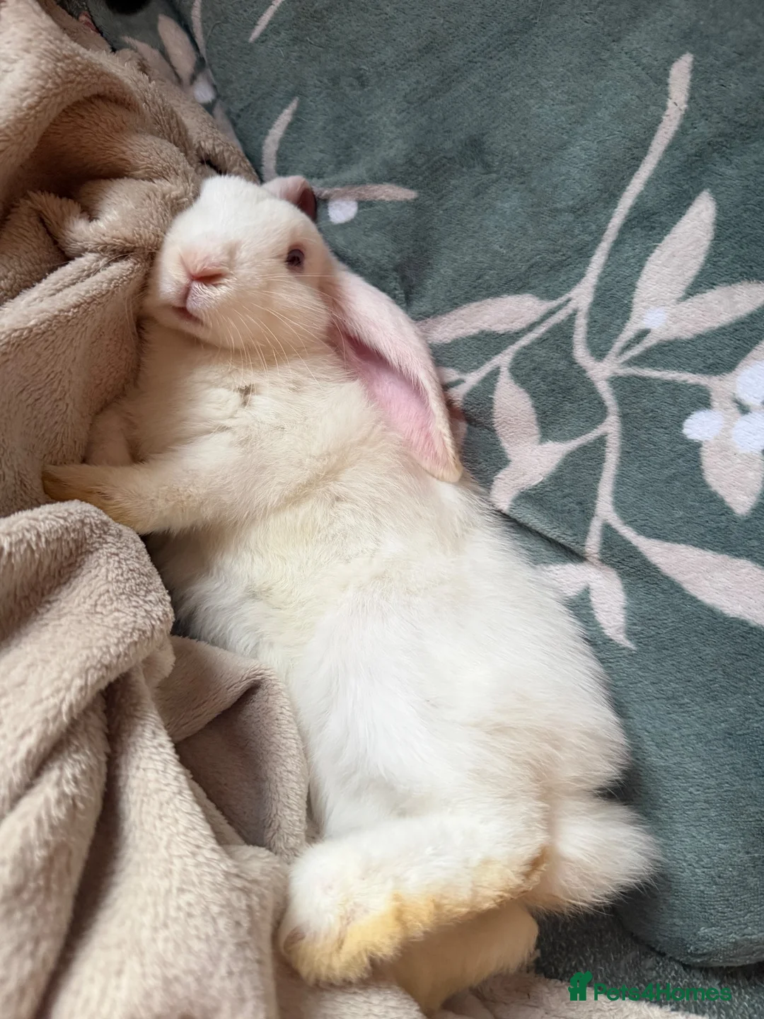 Mixed Breed rabbits for sale: Holland lops  - Advert 2