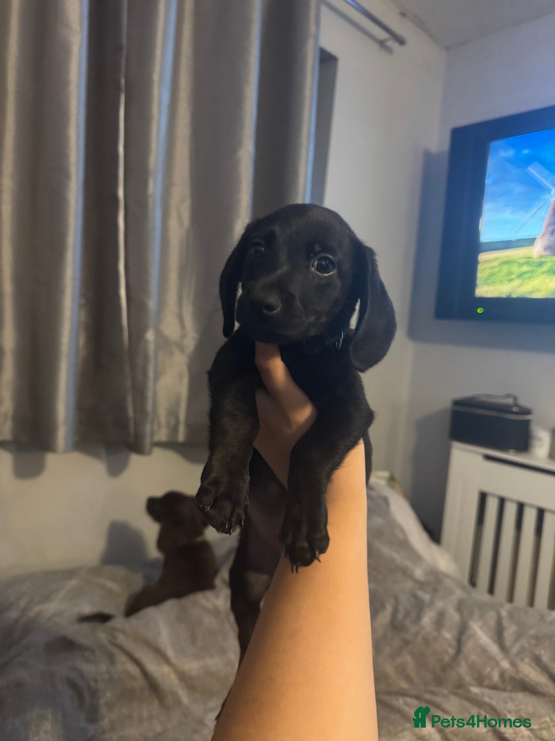 Mixed Breed dogs for sale: Collie cross (Dollie’s) x2 boy ready Sunday  - Image 6