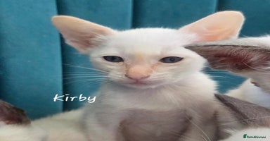 Balinese cats - Advert 11