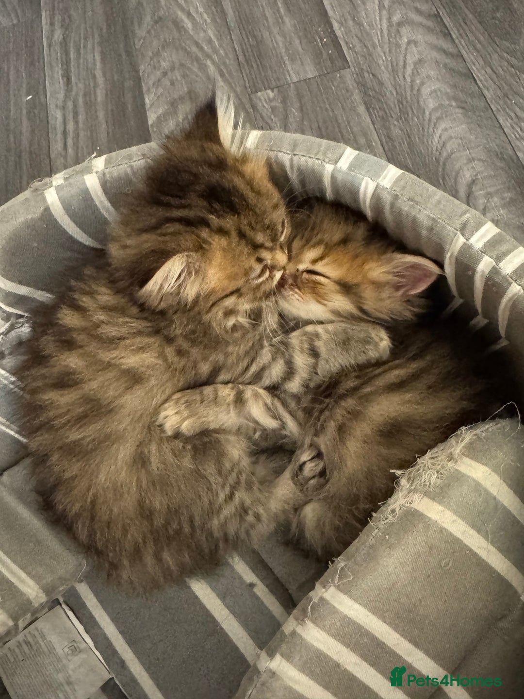 Persian cats for sale: Golden Shaded Tabby Boy - Advert 4