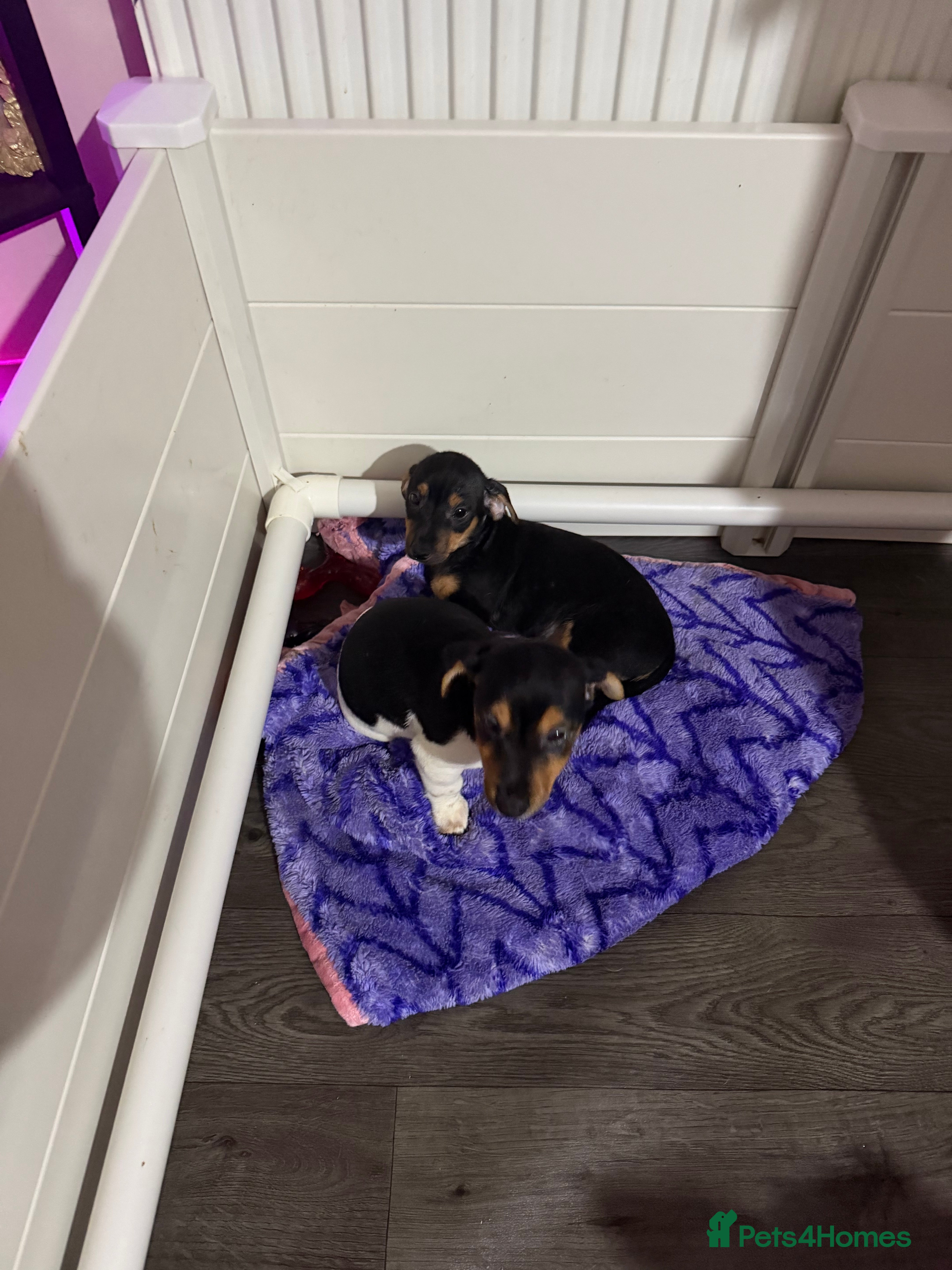 Jack Russell dogs 2 Jack Russell Puppies READY TO GO - Advert 3