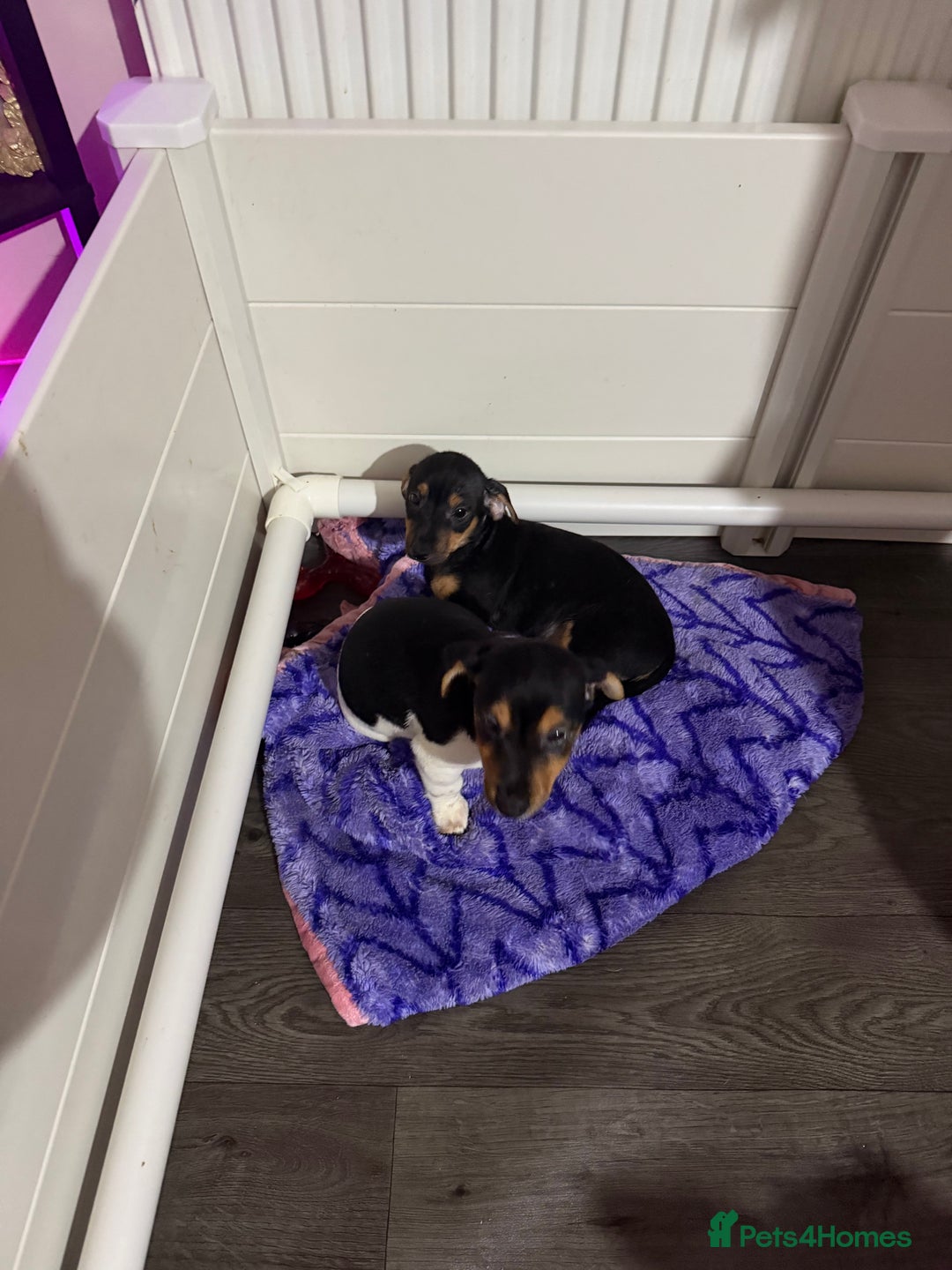 Jack Russell dogs for sale: 2 Jack Russell Puppies READY TO GO - Advert 1