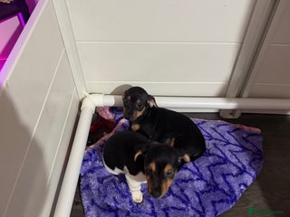 Jack Russell dogs 2 Jack Russell Puppies READY TO GO - Advert 1