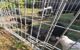 Chickens poultry for sale: 2 Cockerells - Image 1
