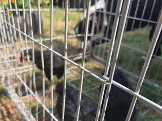 Chickens poultry - Advert 1