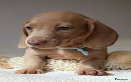Miniature Dachshund dogs for sale: 🌟5StarsLicense+Holistic+KC+VetCheck+PRAClear - Image 20