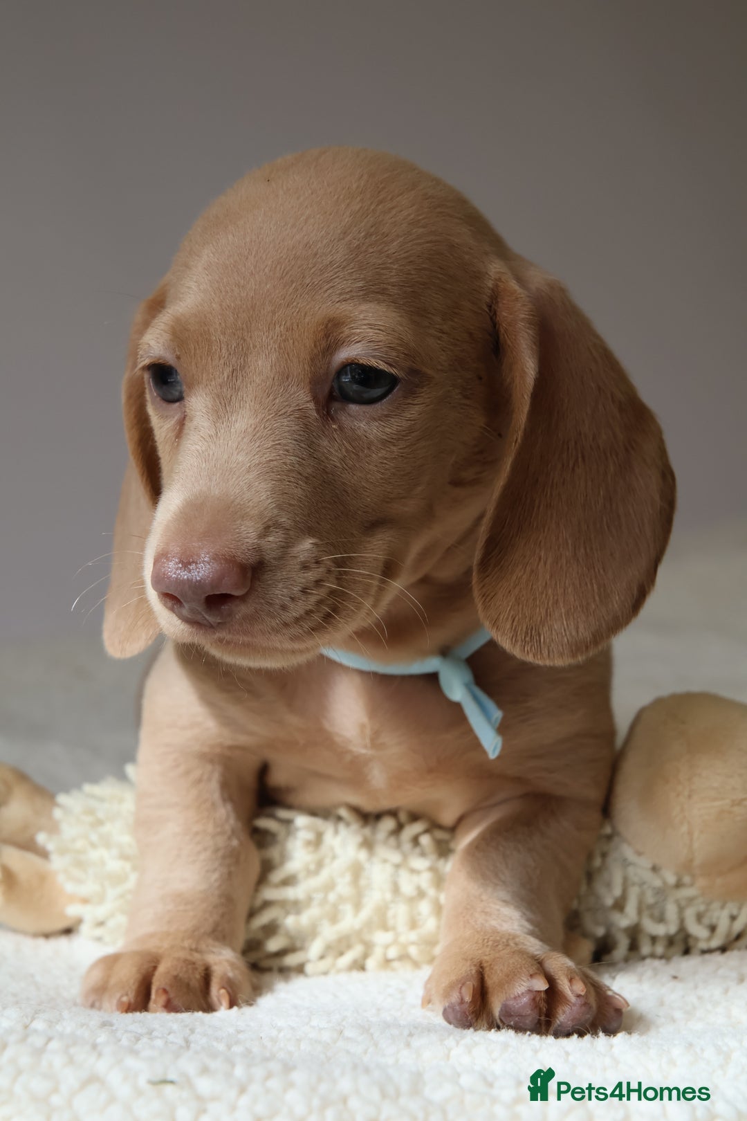 Miniature Dachshund dogs for sale: 🌟5StarsLicense+Holistic+KC+VetCheck+PRAClear - Image 20