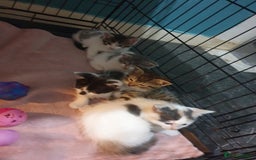 Domestic Shorthair cats for sale: 4 beautiful mixed kittens - Image 18