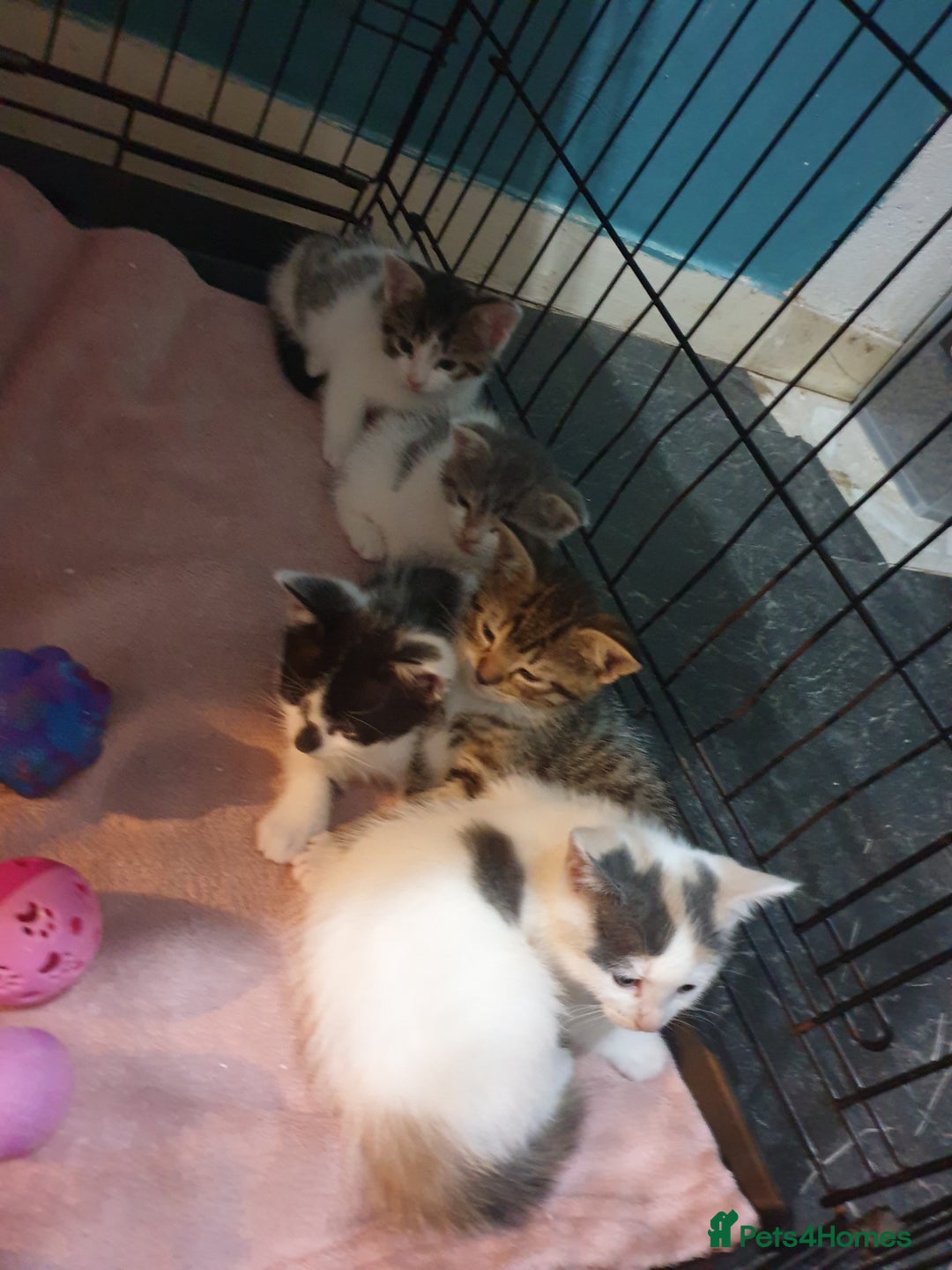 Domestic Shorthair cats for sale: 4 beautiful mixed kittens - Image 18