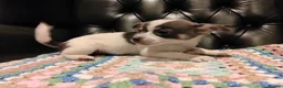 Chihuahua dogs for sale: Chihuahua Puppies for sale, Ready for loving homes - Advert 35