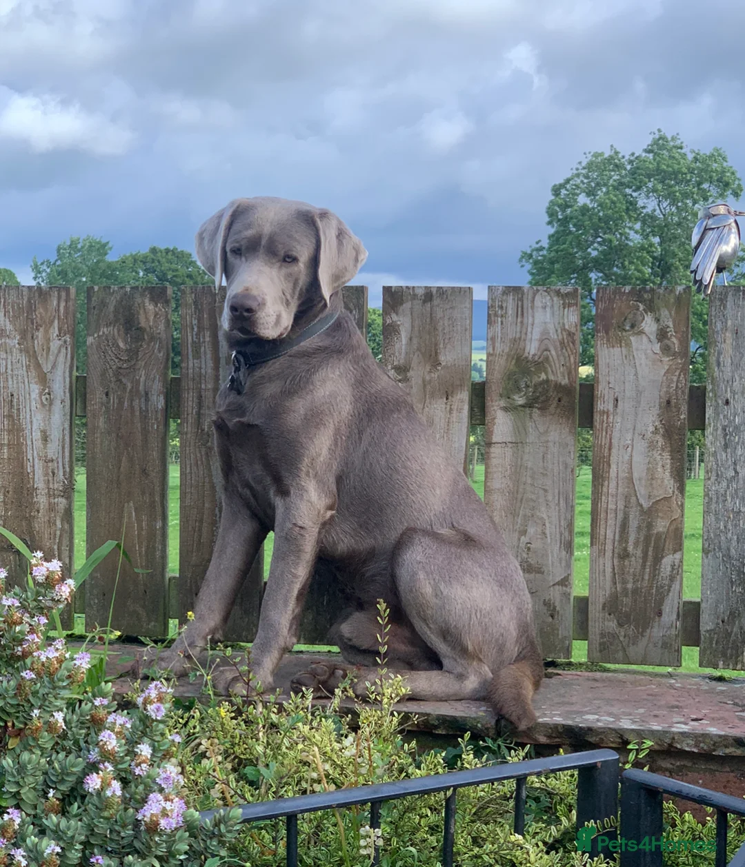 Labrador Retriever dogs for stud: Perfect Well Proven Health Tested Silver Stud in Appleby-in-Westmorland - Advert 16