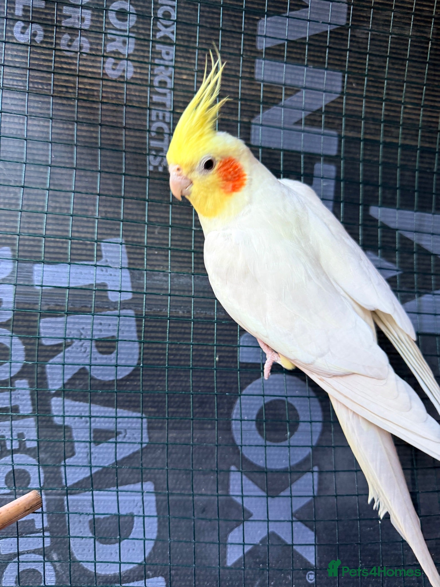 Cockatiels birds 2 lutino Cockatiels for Sale – Friendly Pair - Advert 1