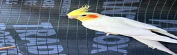 Cockatiels birds for sale: 2 lutino Cockatiels for Sale – Friendly Pair - Advert 1