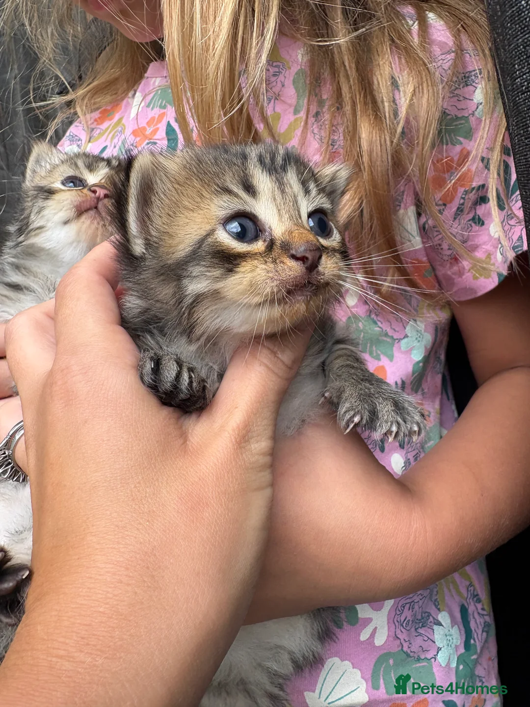 Mixed Breed cats for sale: 5 adorable kittens - Advert 2