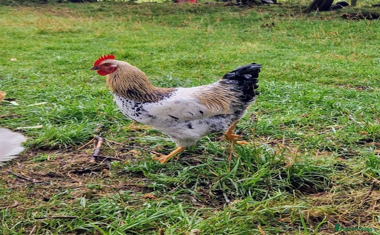 Chickens poultry - Advert 1