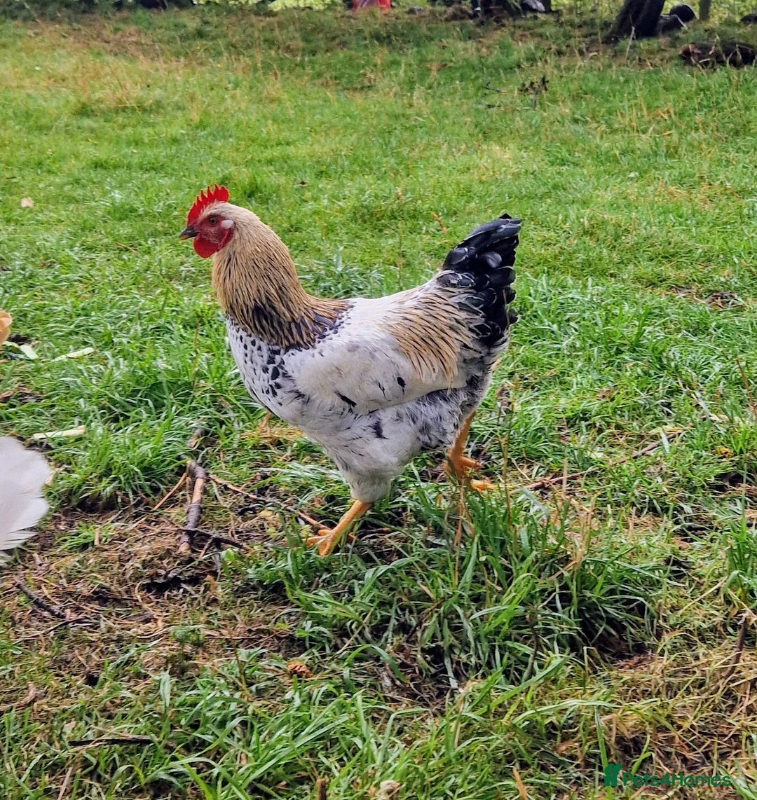 Chickens poultry for sale: Free cockrels - Image 1